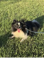 Tiny La-La, a female Pomeranian for sale in Aiken, SC – 10 of 10
