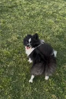 Tiny La-La, a female Pomeranian for sale in Dallas, TX – 4 of 10