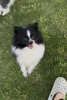 Tiny La-La, a female Pomeranian for sale in Dallas, TX – 2 of 10