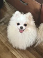 Junior , a male Pomeranian for sale in Philadelphia, PA – 2 of 2