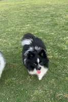 Tiny La-La, a female Pomeranian for sale in Dallas, TX – 9 of 10