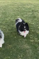 Tiny La-La, a female Pomeranian for sale in Dallas, TX – 7 of 10