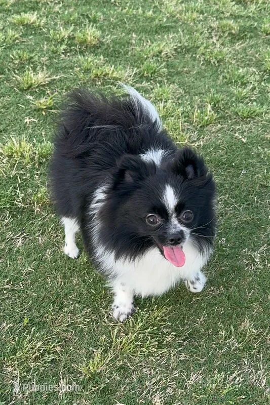 Tiny La-La – Pomeranian puppy for sale in Dallas, TX