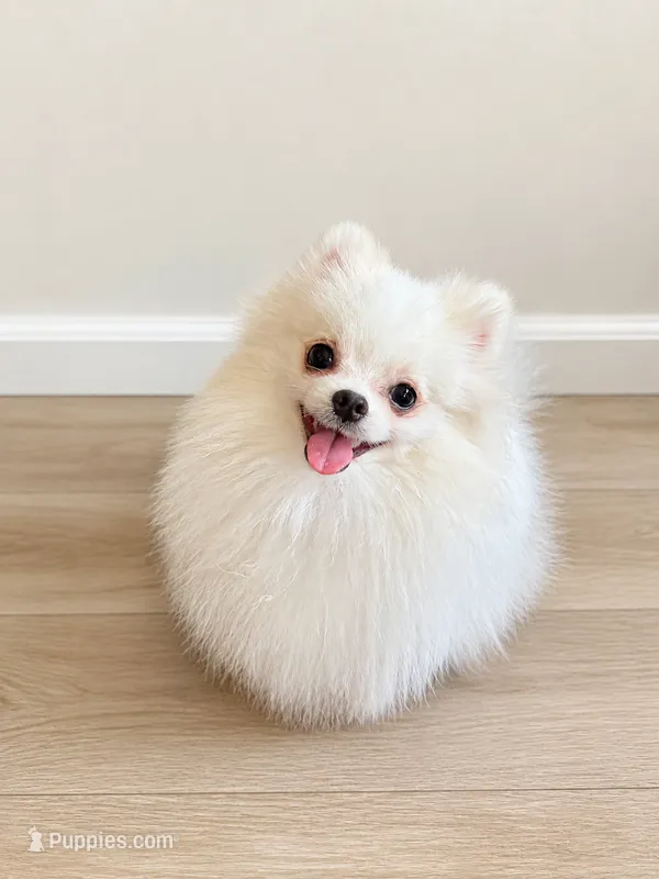 Junior  – Pomeranian puppy for sale in Philadelphia, PA