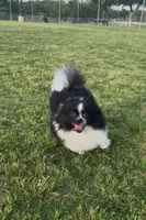 Tiny La-La, a female Pomeranian for sale in Dallas, TX – 5 of 10