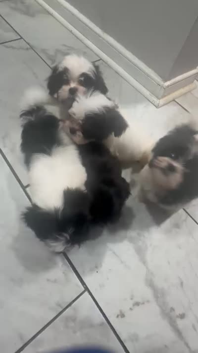 Facility video