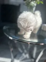 Bagel, a male Maltese for sale in Richmond City, VA – 4 of 7