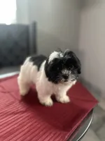 Tony, a male Maltese and Shih Tzu for sale in Richmond City, VA – 2 of 3