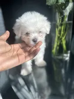 Bagel, a male Maltese for sale in Richmond City, VA – 3 of 7
