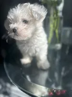 Flurry, a male Maltese for sale in Richmond City, VA – 6 of 6