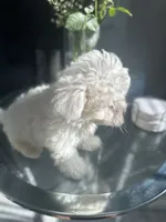 Flurry, a male Maltese for sale in Richmond City, VA – 3 of 6