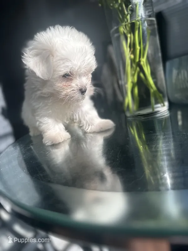 Bagel – Maltese puppy for sale in Richmond City, VA