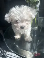 Flurry, a male Maltese for sale in Richmond City, VA – 4 of 6