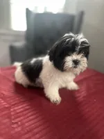 Foots, a male Maltese and Shih Tzu for sale in Richmond City, VA – 3 of 3