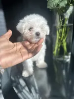 Bagel, a male Maltese for sale in Richmond City, VA – 6 of 7