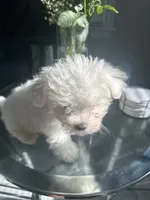 Flurry, a male Maltese for sale in Richmond City, VA – 5 of 6