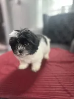 Tony, a male Maltese and Shih Tzu for sale in Richmond City, VA – 3 of 3