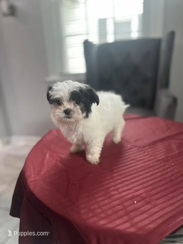 Maxie – Maltese, Shih Tzu puppy for sale in Richmond City, VA