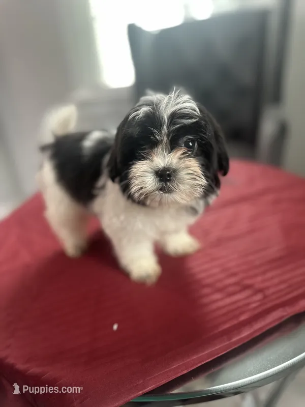 Foots – Maltese, Shih Tzu puppy for sale in Richmond City, VA