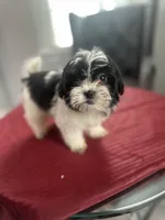 Foots, a male Maltese and Shih Tzu for sale in Richmond City, VA – 1 of 3