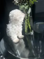 Flurry, a male Maltese for sale in Richmond City, VA – 1 of 6