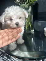 Flurry, a male Maltese for sale in Richmond City, VA – 2 of 6