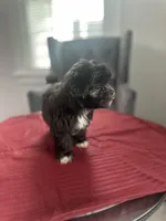 Sable, a female Maltese and Shih Tzu for sale in Richmond City, VA – 4 of 4