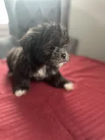 Sable, a female Maltese and Shih Tzu for sale in Richmond City, VA – 2 of 4