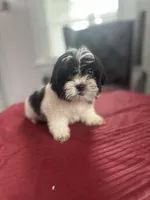 Foots, a male Maltese and Shih Tzu for sale in Richmond City, VA – 2 of 3