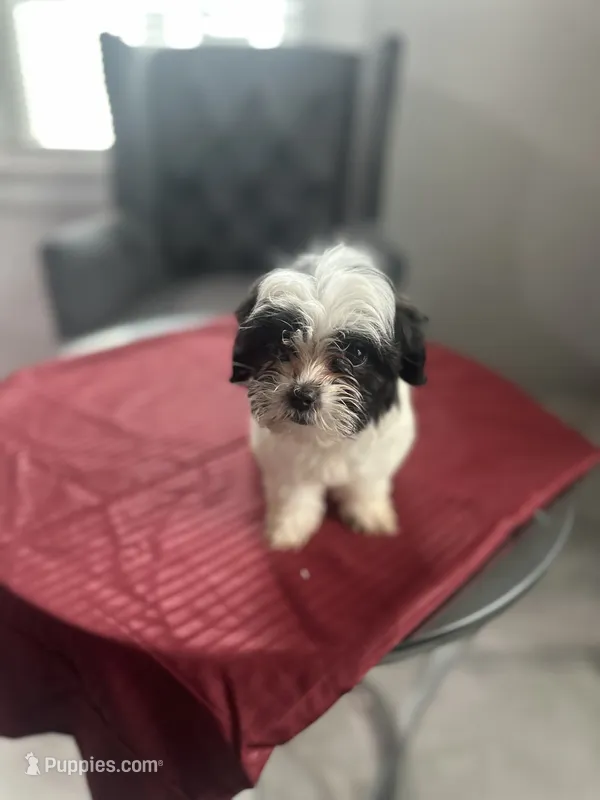 Cider – Maltese, Shih Tzu puppy for sale in Richmond City, VA