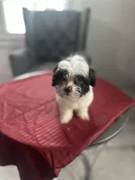 Cider, a female Maltese and Shih Tzu for sale in Richmond City, VA – 1 of 2