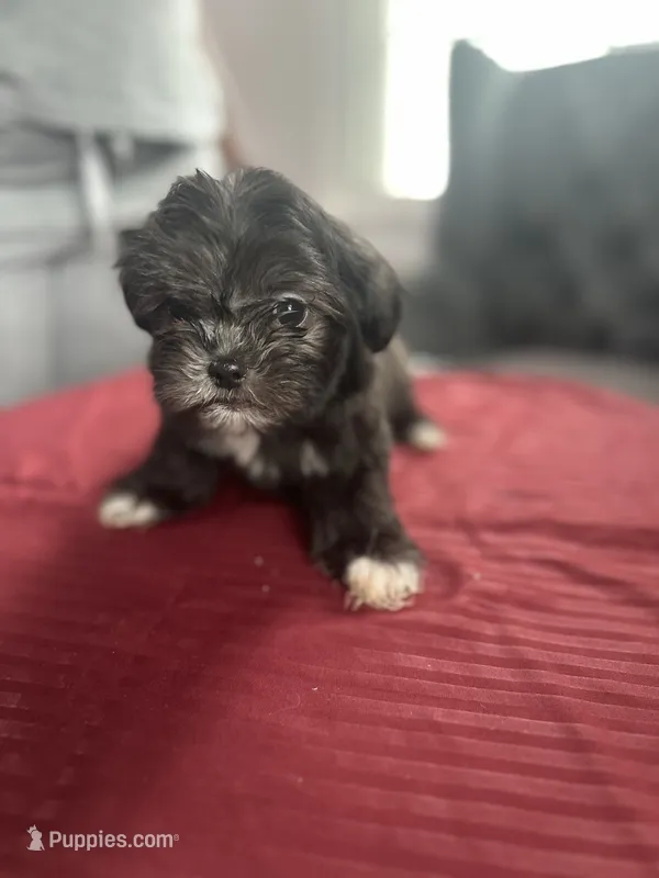Sable – Maltese, Shih Tzu puppy for sale in Richmond City, VA