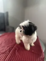 Cider, a female Maltese and Shih Tzu for sale in Richmond City, VA – 2 of 2