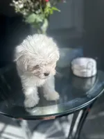 Bagel, a male Maltese for sale in Richmond City, VA – 2 of 7