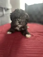 Sable, a female Maltese and Shih Tzu for sale in Richmond City, VA – 3 of 4