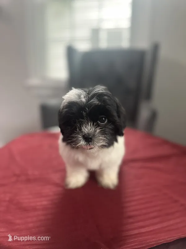 Tony – Maltese, Shih Tzu puppy for sale in Richmond City, VA