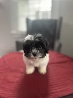 Tony, a male Maltese and Shih Tzu for sale in Richmond City, VA – 1 of 3