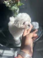 Bagel, a male Maltese for sale in Richmond City, VA – 5 of 7