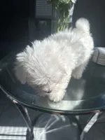 Bagel, a male Maltese for sale in Richmond City, VA – 7 of 7