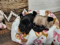 Chai, a female French Bulldog for sale in Pensacola, FL – Photo 2 of 2