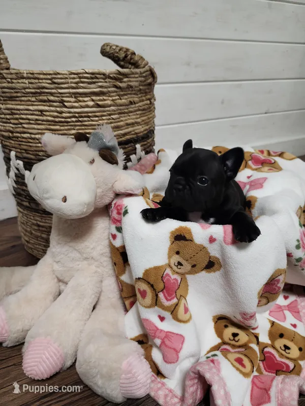 Chai – French Bulldog puppy for sale in Pensacola, FL