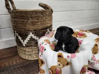 Latte, a female French Bulldog for sale in Pensacola, FL – Photo 1 of 3