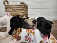 Latte, a female French Bulldog for sale in Pensacola, FL – Photo 3 of 3