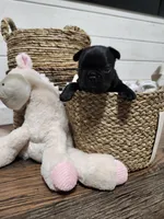 Latte, a female French Bulldog for sale in Pensacola, FL – Photo 2 of 3