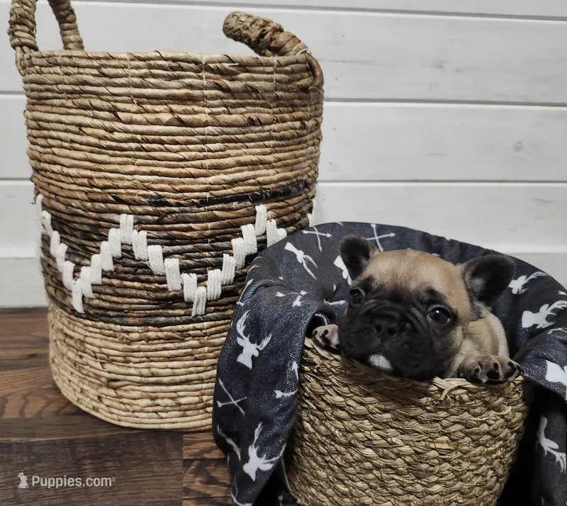 Slim Shady – French Bulldog puppy for sale in Pensacola, FL