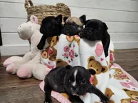 Chanel, a female French Bulldog for sale in Pensacola, FL – Photo 2 of 2