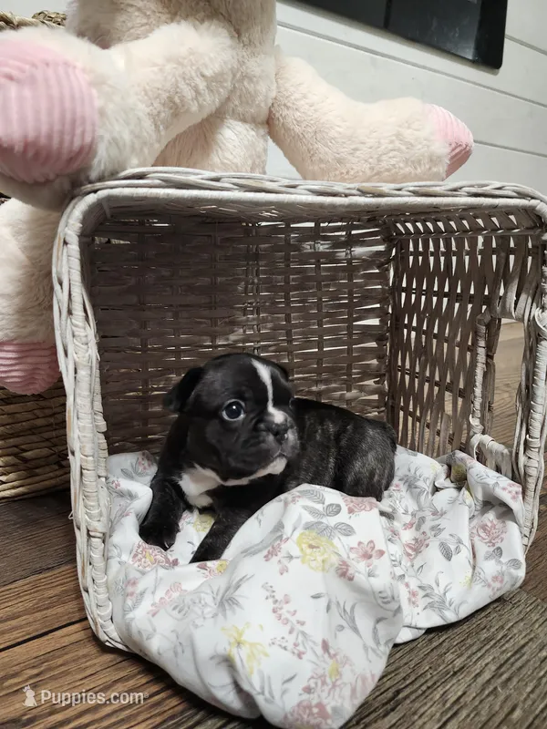 Chanel – French Bulldog puppy for sale in Pensacola, FL