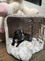 Chanel, a female French Bulldog for sale in Pensacola, FL – Photo 1 of 2