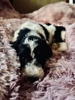 Bling, a female Poodle - Multi-Colored Standard for sale in Interlachen, FL – 4 of 6