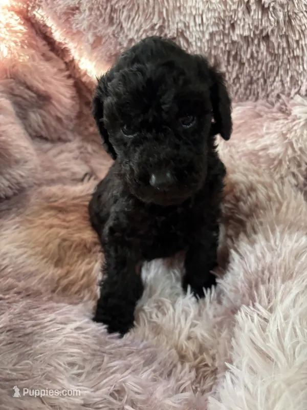 Rue – Poodle - Multi-Colored Standard puppy for sale in Interlachen, FL